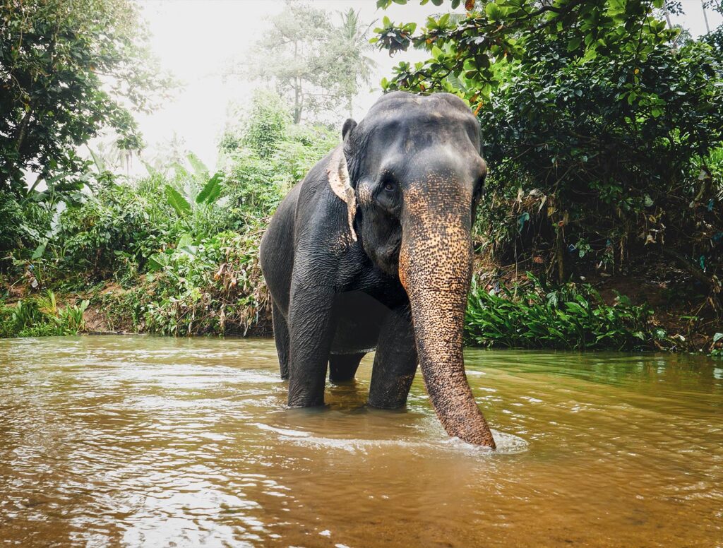 asien_karusell_3300_2500_b4