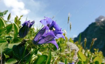 fruehling_oesi_2000_1200